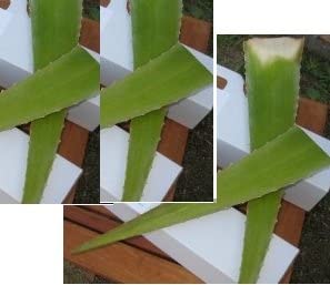 Whole Leaf Aloe Vera Hoja De Sabila Entera 1