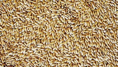 Pure Alpiste Canary Seed 16oz 100% Natural