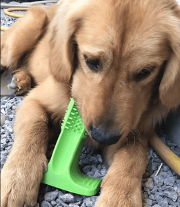 Dog Chewing Brush